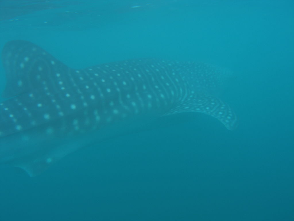 a2d1aba1-0b26-4f6e-8733-9d22e4c2d726