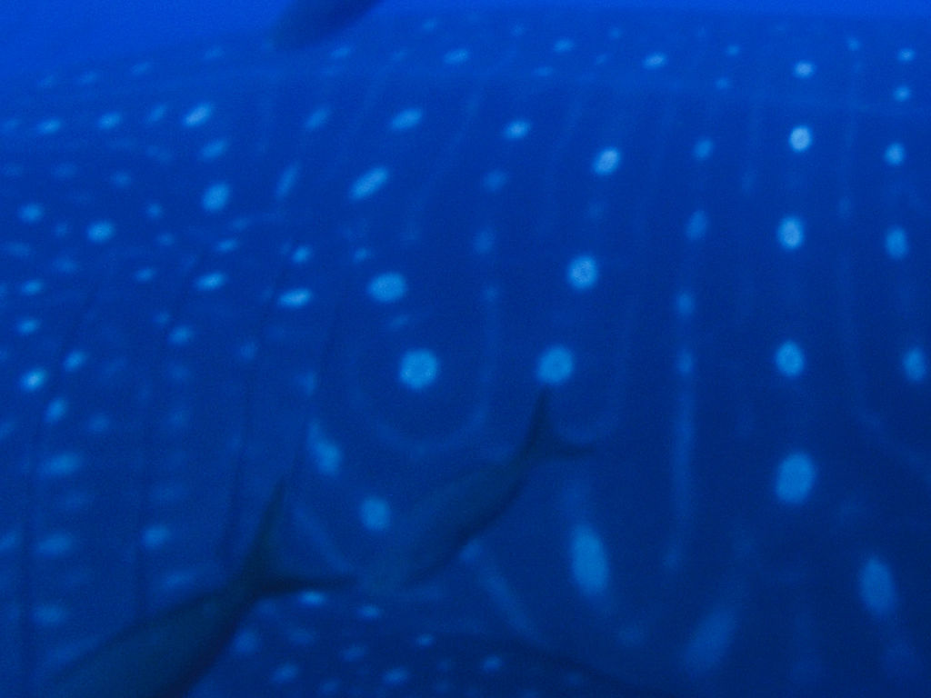 8f4f669d-e75d-4085-89e2-5300b73e7c0e