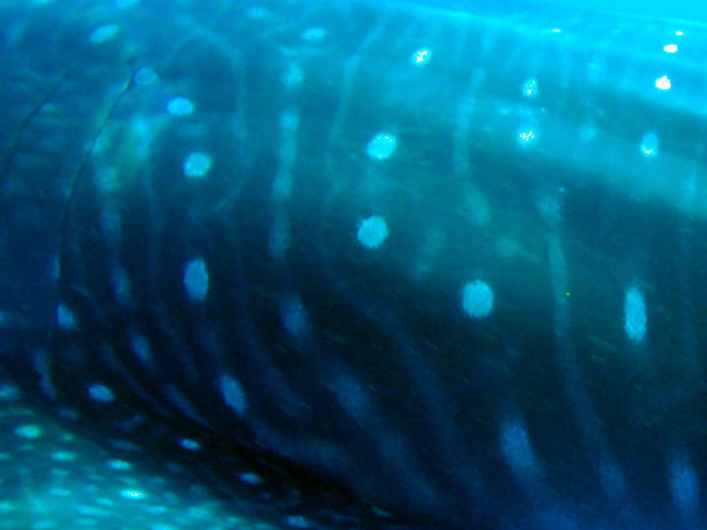 b9442c0d-4847-4fb2-aae5-0ff0aee81aa1