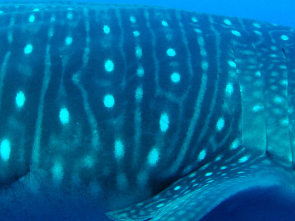 b9442c0d-4847-4fb2-aae5-0ff0aee81aa1