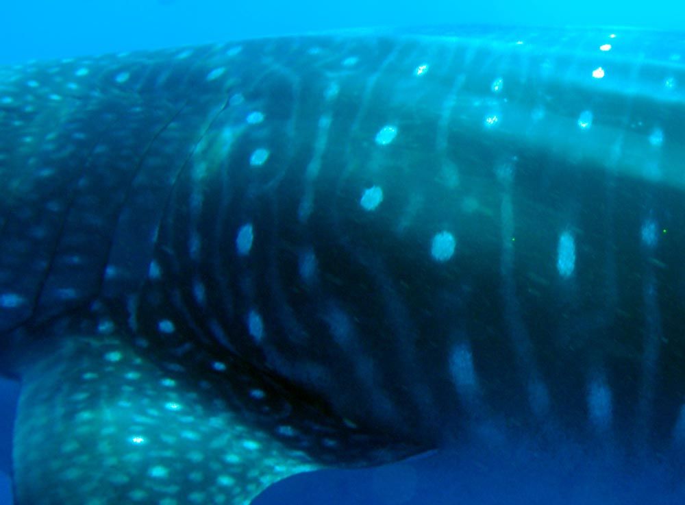 b9442c0d-4847-4fb2-aae5-0ff0aee81aa1