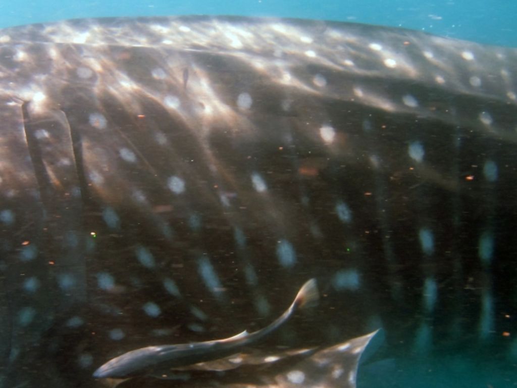 1fc214ac-9b19-4a6e-9164-bc17fdc3ad6f