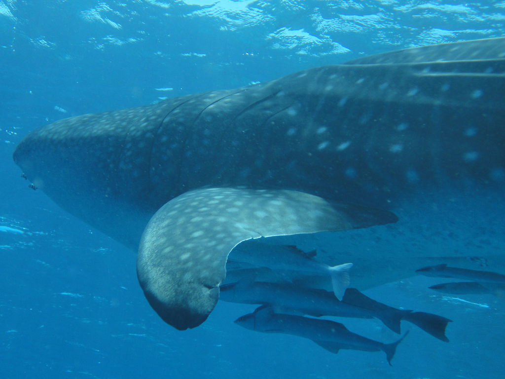 ecae1da7-8114-43ab-ab11-b08e6f08ebd9