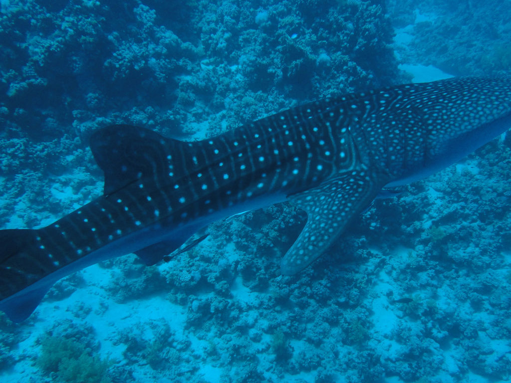 ecae1da7-8114-43ab-ab11-b08e6f08ebd9