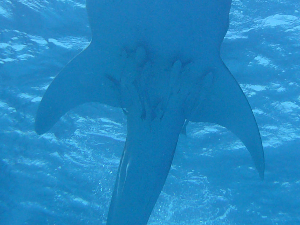 ecae1da7-8114-43ab-ab11-b08e6f08ebd9