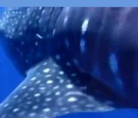 4f8c7e39-1a31-4baa-9ed2-0ff830a8eaf7