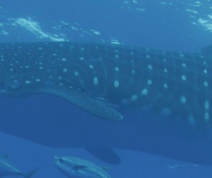 dca01e88-aaa0-42fe-b299-6eee737c285d