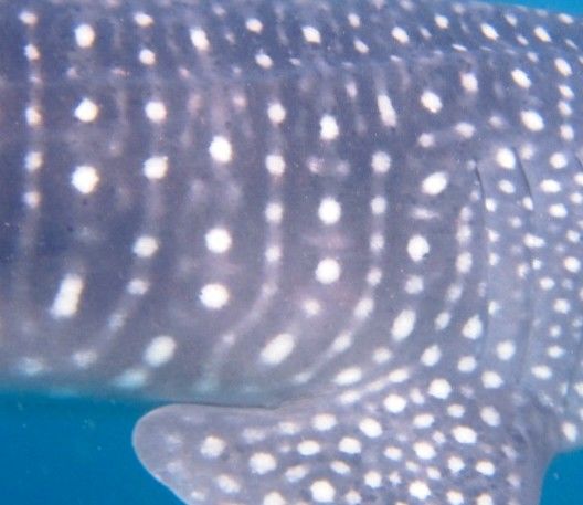 2e03ef1c-e39d-4187-9b9e-a5213a5bc786