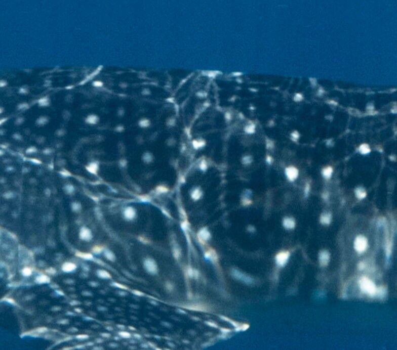 65ceffc8-56c1-44f6-b311-b111b98c336c