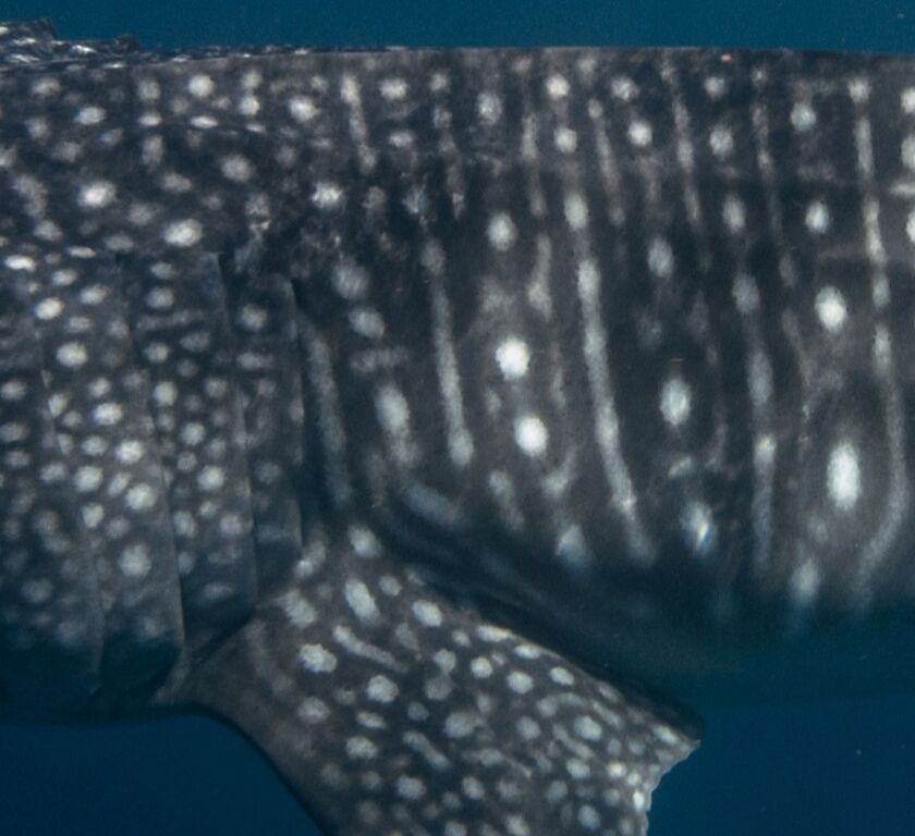 12fce75f-283e-4229-b53c-cd9fdd4507c0