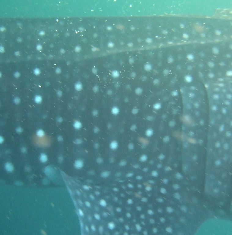 a0a10243-7aaf-4e6c-8b83-a64ada0439c2