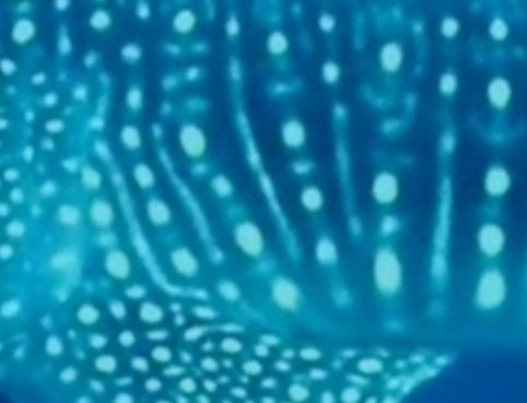 267f2133-8286-46b6-bdcf-ae2b7319e541