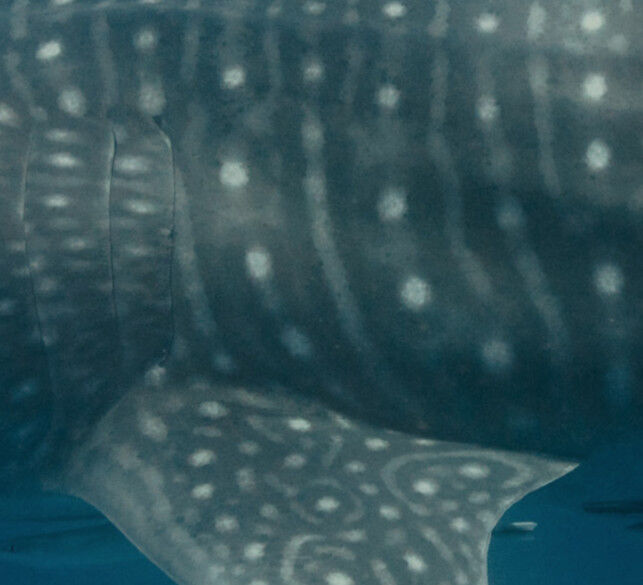 1d0faa4c-6d47-4155-918e-1127ca243bd4