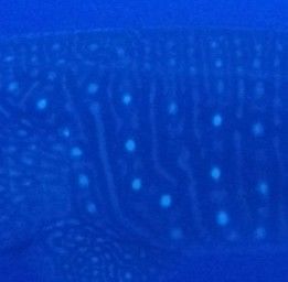 e4f8c179-802e-4506-9a9c-de5c567b9b90