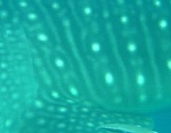 c82ca195-472c-4932-befe-cd78e9e75e91