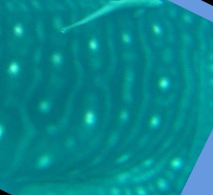 c82ca195-472c-4932-befe-cd78e9e75e91