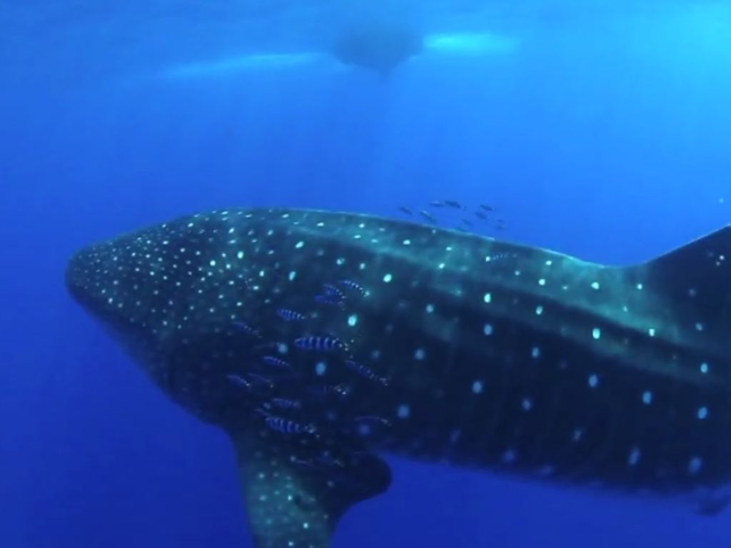 f264e47c-ab84-4ada-ad6d-3f809dbc0224