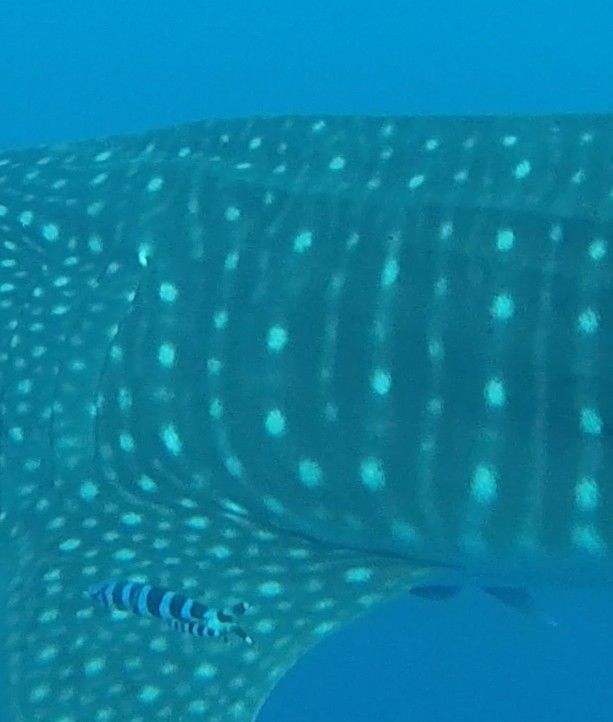 ff9ad9fd-533a-4f0d-a68e-0d0821e8986c