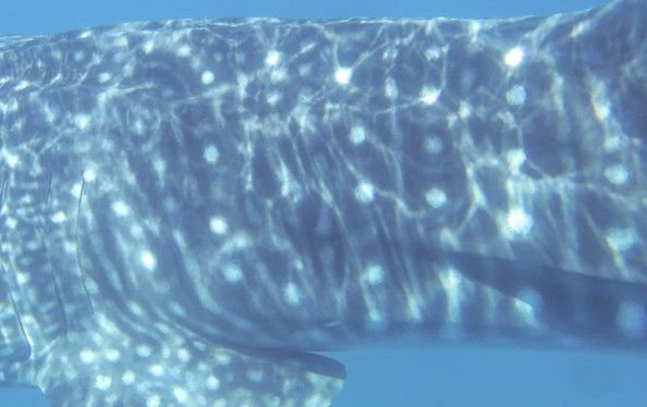 8df36d08-7fac-47dd-b0cf-9c41f2b49b8f