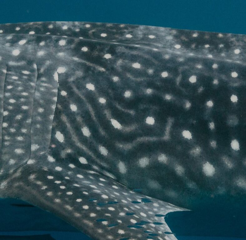 53e6d4d2-8be7-406a-b779-b9f50952ee3f