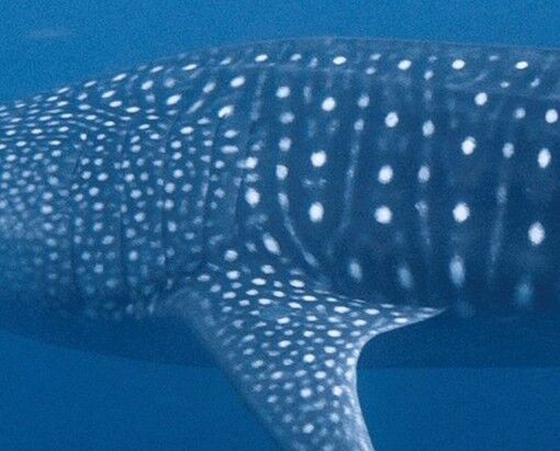 a63c0fc3-b99b-4c2c-afdf-6466e8f34706