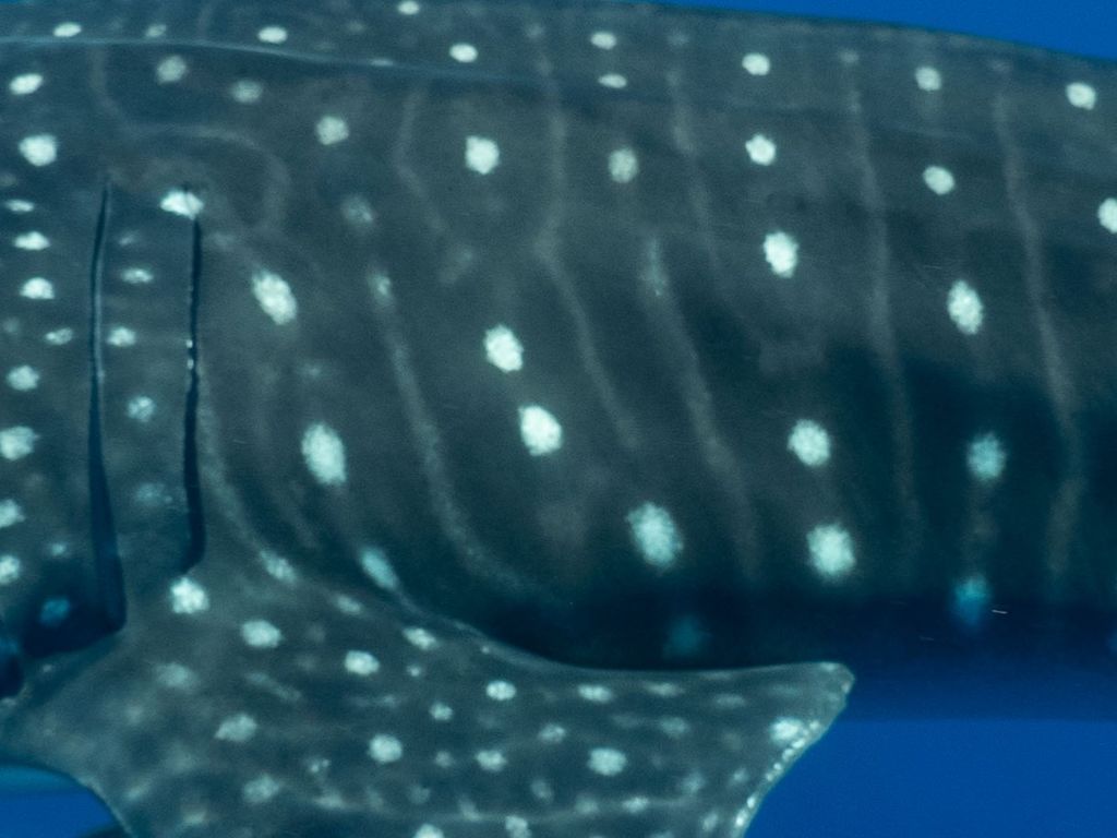 ff83d036-44cc-4b63-8bf3-f4d98d1ffef8