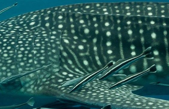 a8799feb-63ea-4840-93e4-eab112974e1c