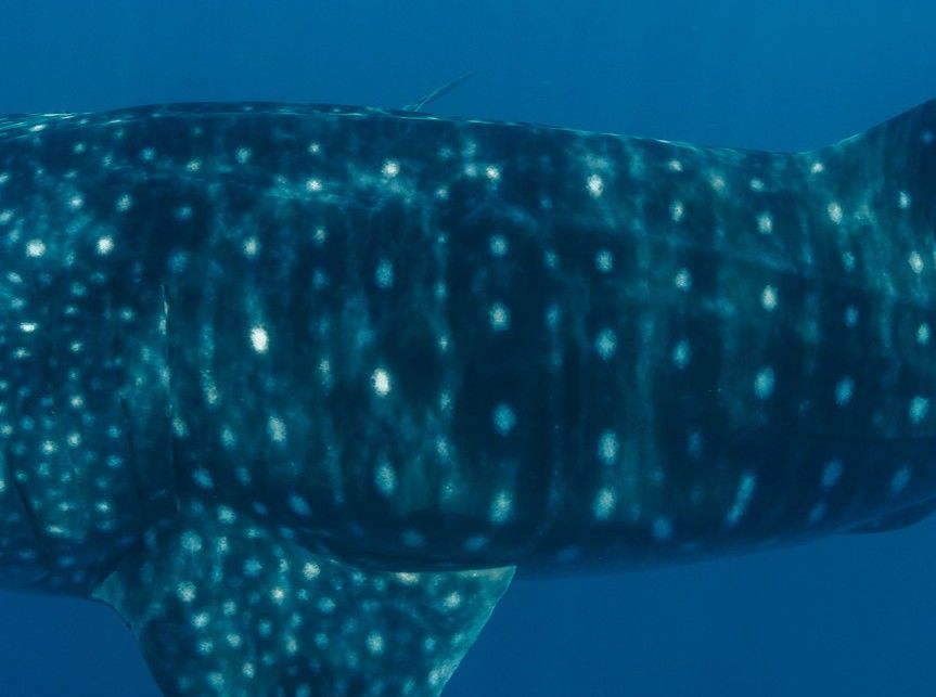 bdf3e6a6-0a80-48fe-8cf3-42f06725d8d8