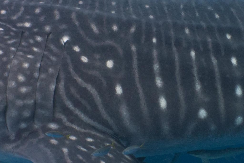 26e16c27-3efb-43c7-9cc9-4527497e59fe