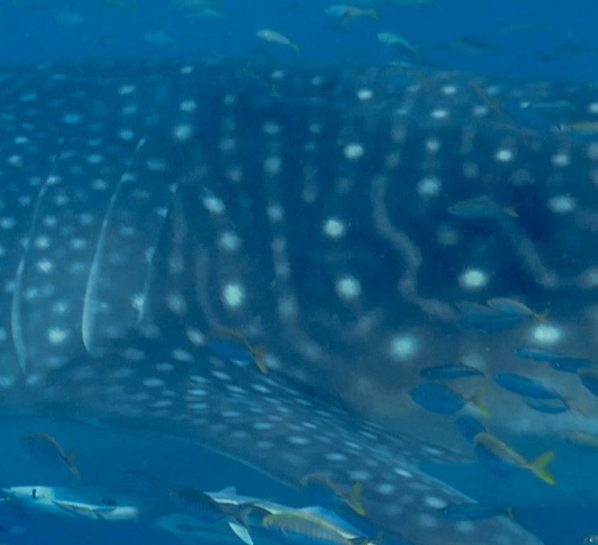 99831d4d-bfb9-48e5-93b9-a430d5703efd