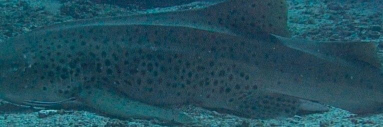 5bcea7b4-f27d-4d6d-ae6d-e9c0abc0c136