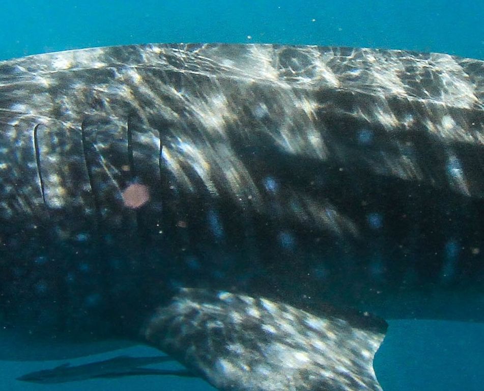 4a3654bf-48d5-409a-bda8-ee710640ce7a