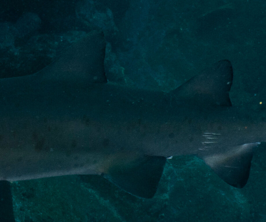 2b06e6ea-3485-4dd4-aa5a-d1b36536994e