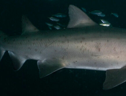 483c90d2-fbc6-4ab0-8a47-259ee04f7d83