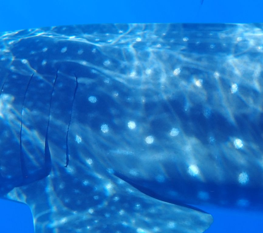 af8868f7-23be-4d87-a1ee-f23708230cf9