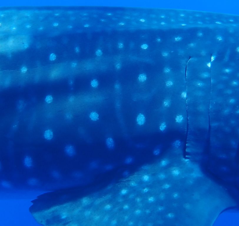 af8868f7-23be-4d87-a1ee-f23708230cf9