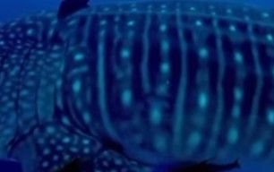 4921c558-a028-4b04-9255-622833b311a4