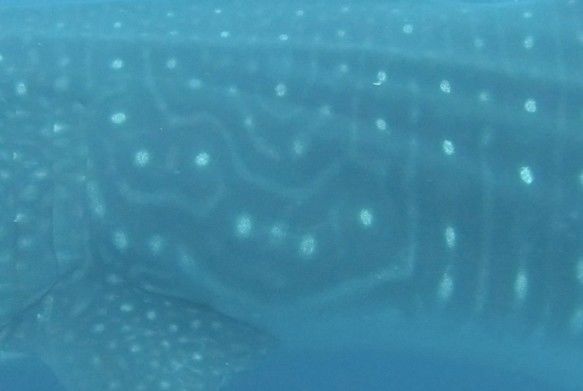 3f370dc7-36cb-4755-8a73-9484a65b963f