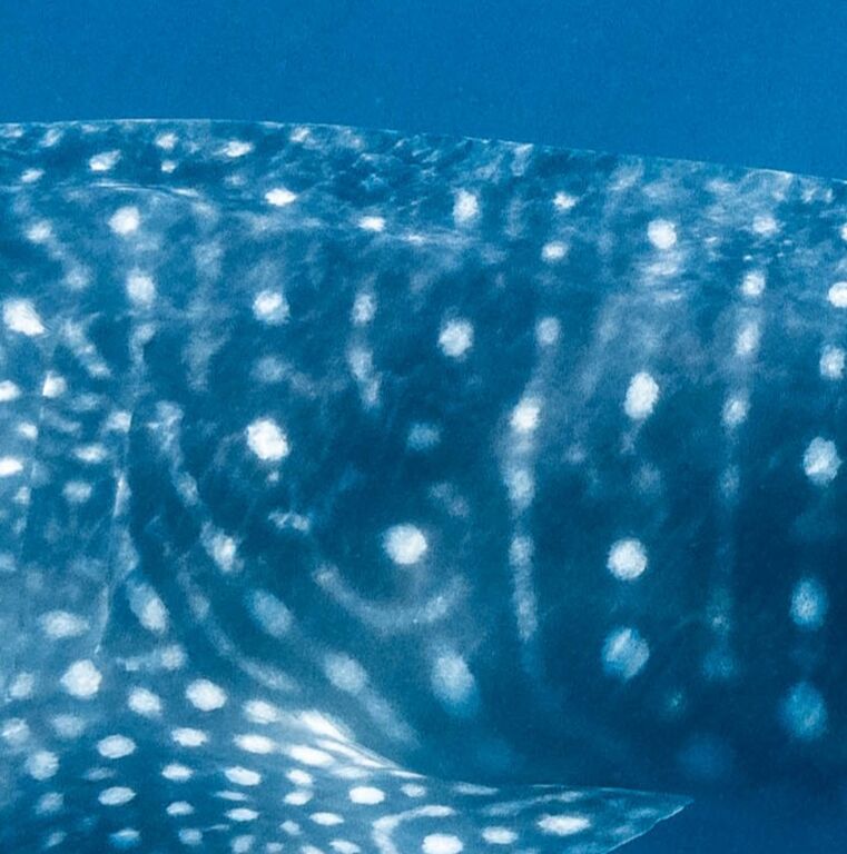 a63ef4b5-55cd-45e8-bc37-cf5533845fc6