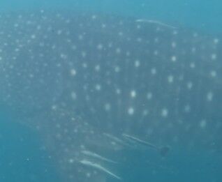 83e74877-ebec-44b6-b267-e2ccbdf69b93