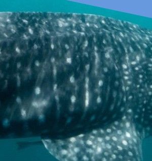 44aafe73-8894-4e00-b328-c39902eea5bc