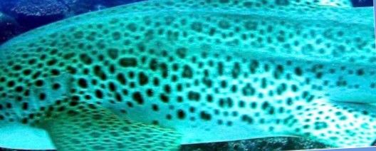 d0f7f92a-45eb-4f00-9285-82043ce20493