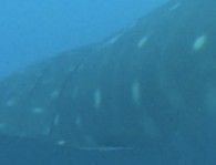 c03412aa-0f33-47ac-b75b-821081b2fa3e