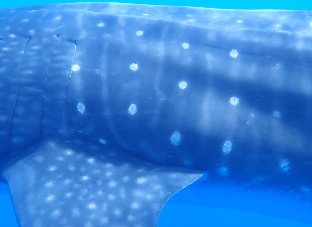 67950174-f52d-4e28-99e8-c0677c07cbe6