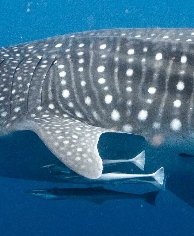 755532d9-7daa-418a-9400-1770af979c85