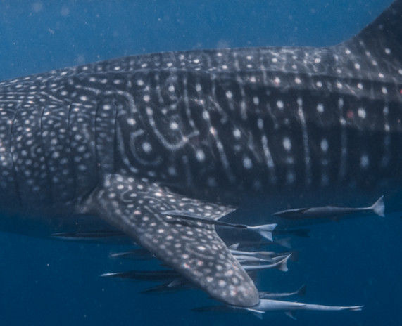 0d44e2f9-aba8-4bba-b50d-c39597431073