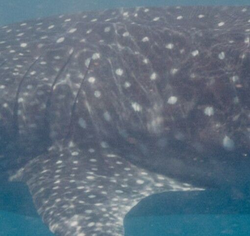 53e6d4d2-8be7-406a-b779-b9f50952ee3f