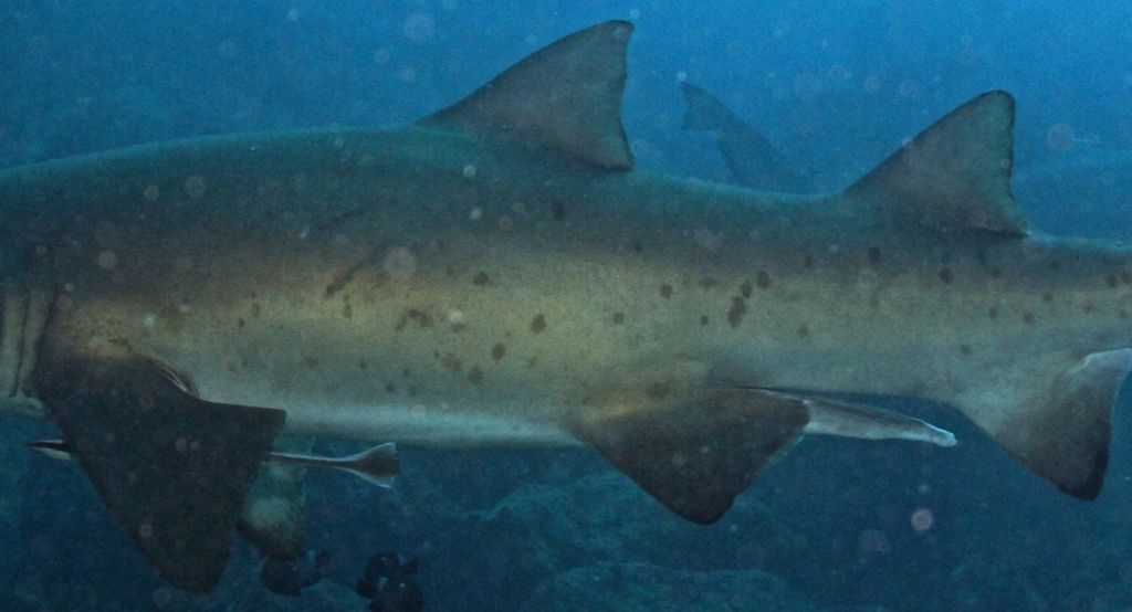 e7256146-df4e-4a82-a243-b971ccf84dab