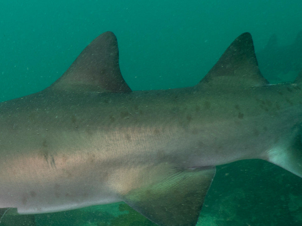 362b7f38-5caf-4319-8a8d-3d1890700297