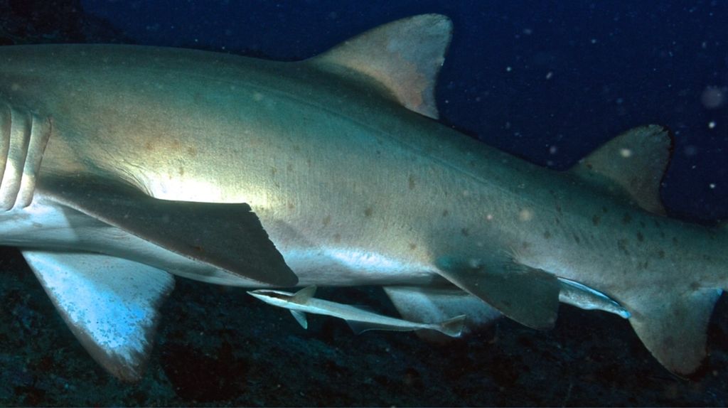 ac00deb3-b928-4f3c-82b0-6f6ccd036067